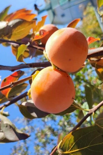 Хурма ‘Гора Говерла’|Diospyros virginiana x kaki ‘Mount Hoverla’|Хурма ‘Гора Говерла’